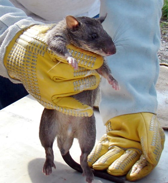 An African rat is seen during a catching operation Grassy Key, Florida