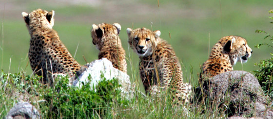 To match feature KENYA-TOURISM/