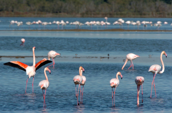 Flamingos wade in the nature reserve of Camargue in Salins-de-Giraud near Arles, southern France. The Camargue, a wind-swept river delta bordering the Mediterranean Sea, is one of Europe's most important wetland sites, a nesting ground for pink flamingos and home to hundreds of other species of birds and other wildlife. 