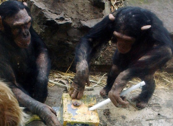 Chimpanzees at Edinburgh Zoo working on a version of one of the tool-using problems included in the new studies.