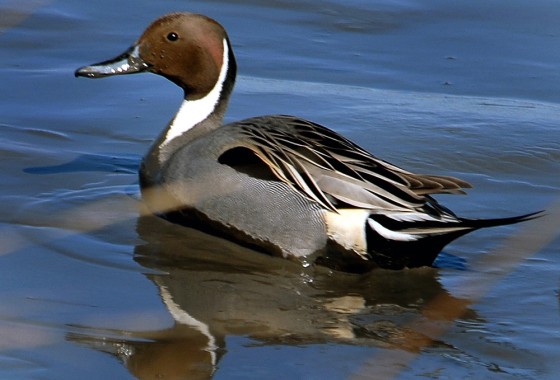 The northern pintail, a duck, ranks third in population decreases among common American birds. Its population has dropped 77 percent since 1967, according to a new study by The National Audubon Society.