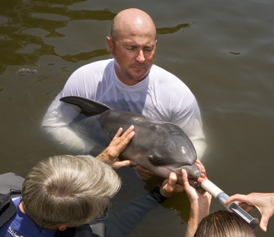 Art Cooper cradles a day-old dolphin calf as other volunteers at the Marine Mammal Conservancy hand feed the infant to provide supplementary nutrition in Key Largo, Fla. The male baby was born Monday to a deaf Atlantic bottlenose dolphin died Friday.