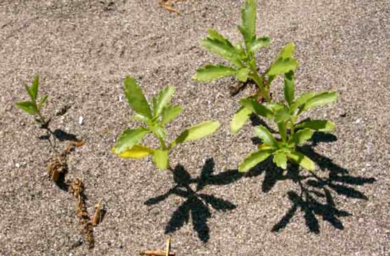 Plants have deep-rooted family values