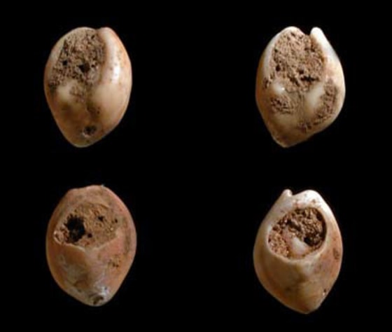 Some of the twelve shell beads dated to 80,000 years ago discovered in Morocco.