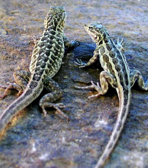 In the common side-blotched lizard, mothers can trigger different color patterns in their offspring to help them avoid predators.