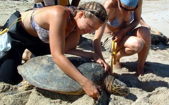 The Earthwatch Institute lets volunteers join with scientists on an exciting, diverse range of projects taking place all over the world.