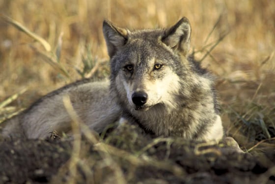 The ancestor of this modern wolf crushed the bones of mammoths in Alaska. 