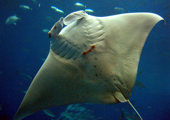 The giant manta ray baby that was believed to be the first born in captivity died Thursday June 21, after being abused by its father.