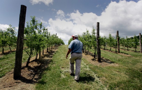 Third-generation Pennsylvania grower, Dave Benner has slowly replaced older larger trees in his orchard with smaller dwarf ones that are close together. That makes the fruit easier and faster to pick.