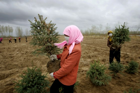 Villagers plant trees in China's Gansu province last April 16 as part of what so far has been a losing battle against desertification.