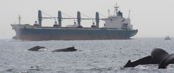 Whales and ships have long shared the waters of the Stellwagen Bank National Marine Sanctuary off Boston.