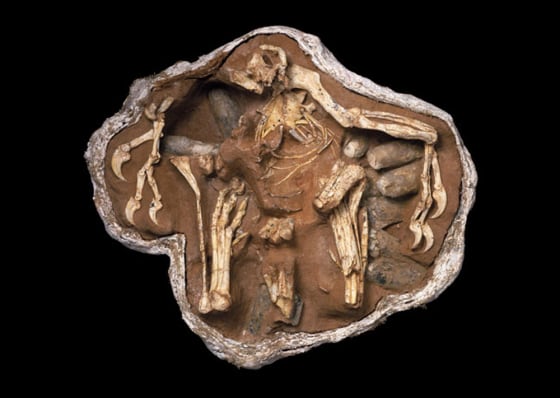 The fossil remains of a nesting oviraptor, dubbed "Big Mama," also show the dinosaur's eggs in the nest. This and other fossil findings suggest that dinosaurs did not wait until adulthood before procreating.