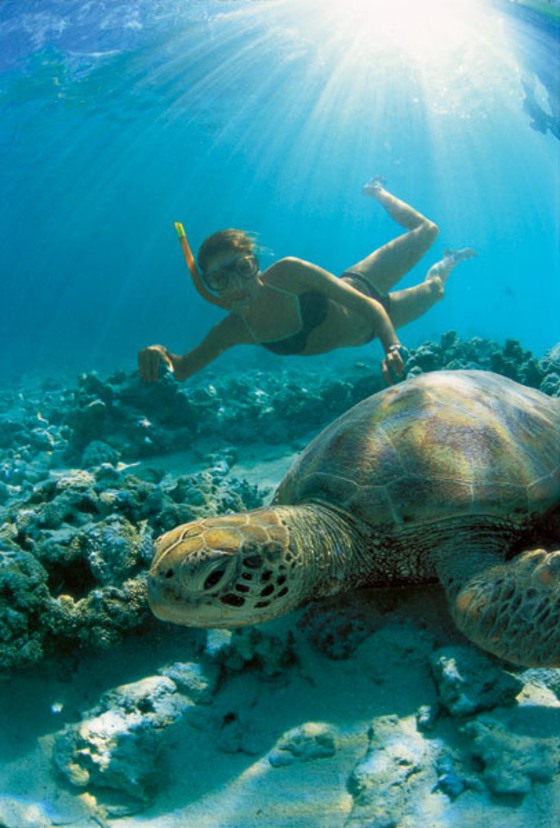 A green sea turtle at rest in the lagoon of the Le Meridien Hotel.