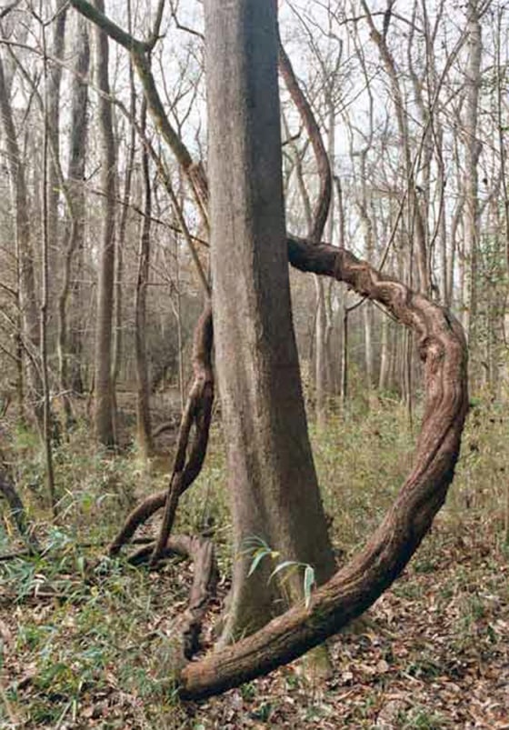 A grapevine wraps itself around a tree in Congaree National Park near Columbia, South Carolina.