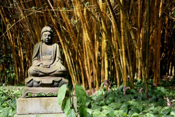An image of a Buddha stands amid bamboo at the Allerton Garden on Kauai, Hawaii. The north shore site of the National Tropical Botanical Garden features a variety of plants native to the islands. At the garden headquartered on Hawaii's Garden Isle, resident scientists face the challenge of snatching the Pacific islands' quickly disappearing plants from the brink of extinction.