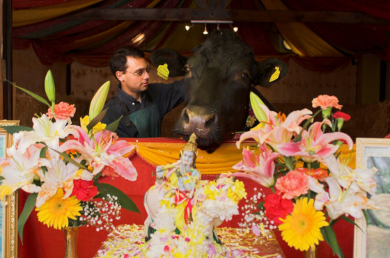 Sacred Bull Under Threat At Welsh Hindu Temple