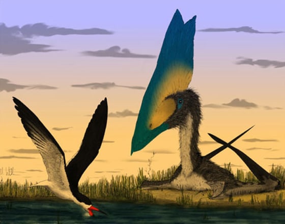 Pterosaurs such as Thalassodromeus, right, could not have skimmed water to feed as birds such as the modern Rynchops, left, can. 