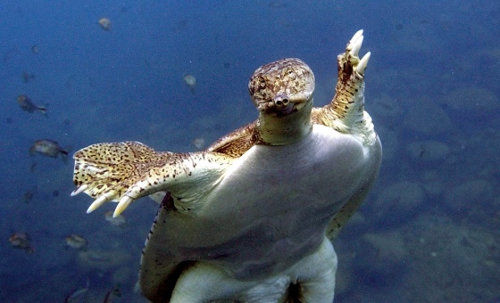 A spiny soft-shell sea turtle swims at Balmorhea State Park in Toyahvale, Texas. Texas state wildlife officials have taken a step toward banning the commercial collection of wild turtles on public lands.