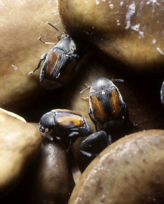 Smaller male seed beetles apparently have an advantage over larger males when it comes to scoring mates.