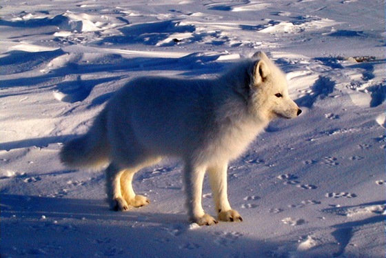 Researchers found DNA evidence of frisky business among arctic foxes on Bylot Island, Nunavut.