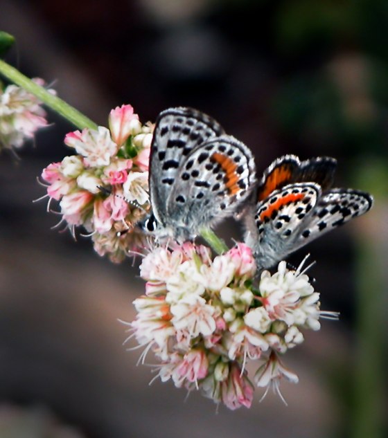 Endangered El Segundo blue butterflies, with a wingspan of about an inch, are once again thriving in plain sight at beaches in Redondo Beach and Torrance, Calif.