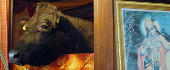 Shown in his Wales shrine in early July, Shambo, a bull sacred to Hindus but condemned by health authorities after testing positive for bovine tuberculosis, was taken Thursday to be slaughtered.