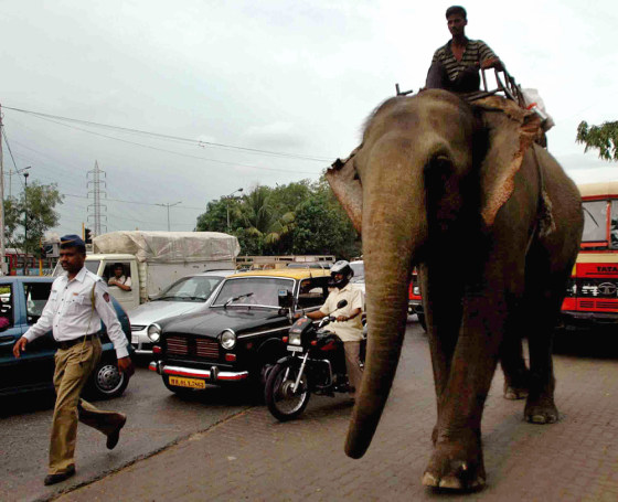 Elephants were banned in Mumbai after activists said the animals were not properly fed, and suffered skin and foot ailments from being forced to walk on scorching roads.