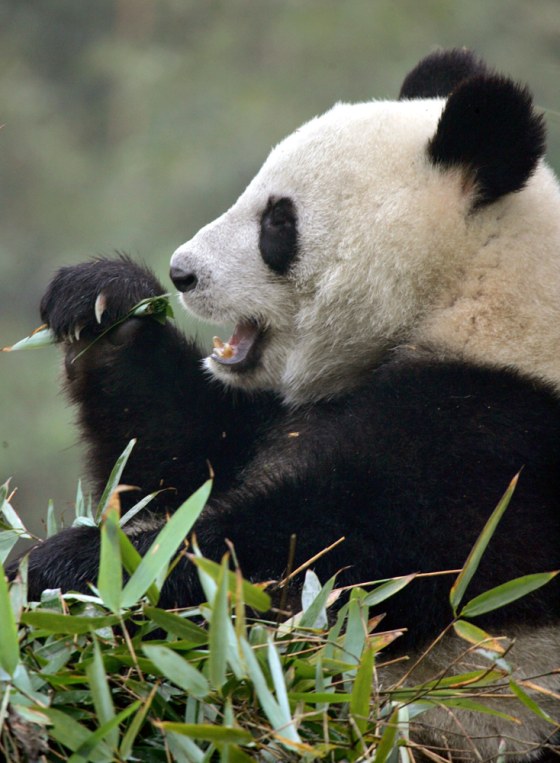 A giant panda eats bamboo at Chengdu Giant Panda Breeding Base in Sichuan province, China. Researchers at the reserve plan to turn their surplus of fiber-rich panda excrement into high quality paper and even souvenirs like statues.