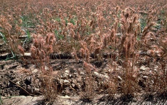 Red brome is one of the invasive species that has spread across the Southwest, and particularly the Mojave Desert.