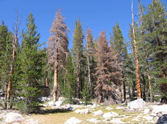 Dead lodgepole pines like these brown specimens are now common across the West. 
