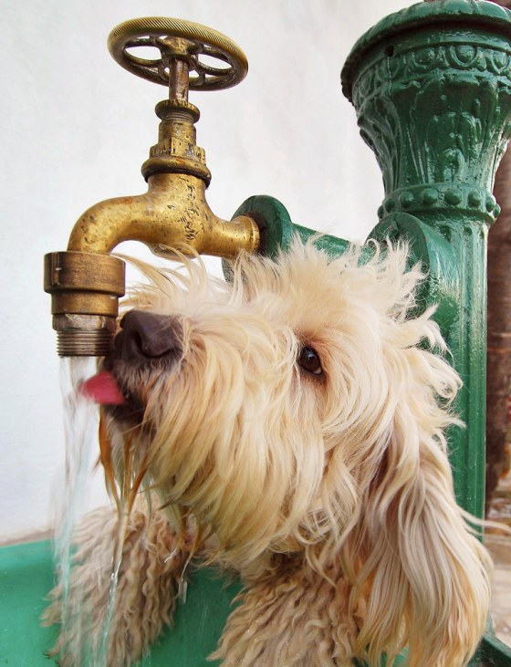 Make sure your dog has access to plenty of drinking water during the hot days of summer.