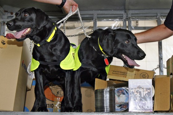 A pair of black labrador retrievers name