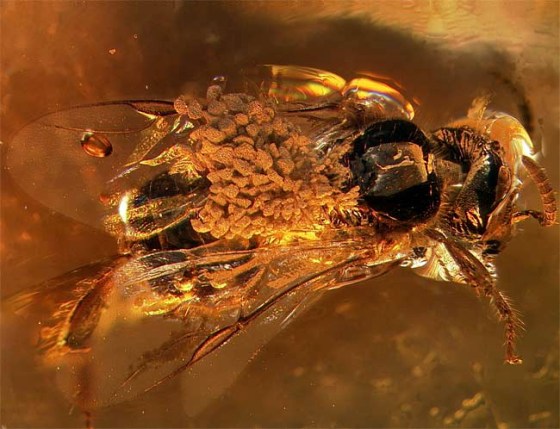 Scientists believe orchids were around when dinosaurs live after finding this bee fossil carrying pollen on its back.
