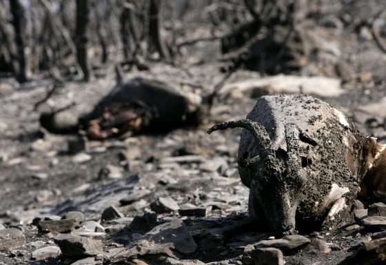 Dead goats lie in a burnt forest at Minthi village southwestern Greece