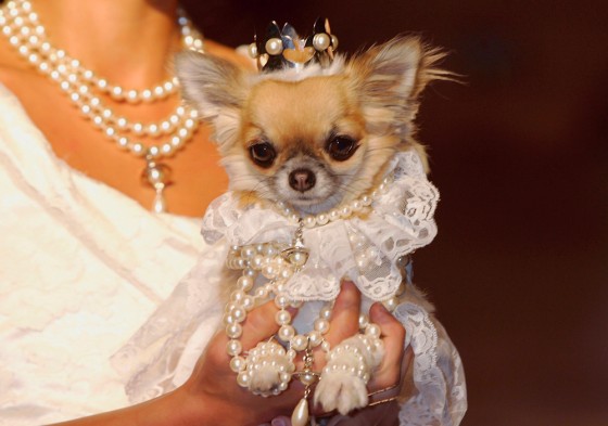 Pet-A-Porter - Fashion Show