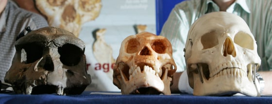 The identity of the famed "hobbit" fossil, the skull of which is shown here, at center, has been debated since 2003. A new study lends weight to the theory that the remains were a human ancestor.