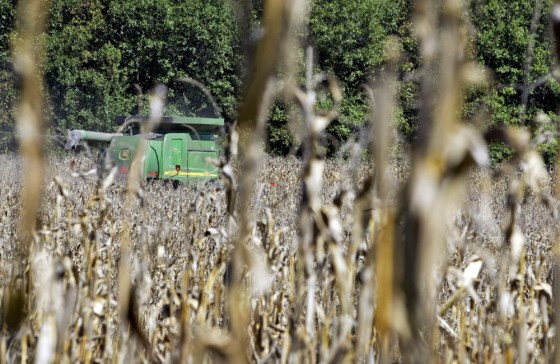 Corn fields like this one provide the basic ingredients for ethanol, but the process also requires lots of water.