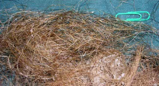 Genuine fossil mammoth hair. This sample is 25,000 years old from the Indigirka River.