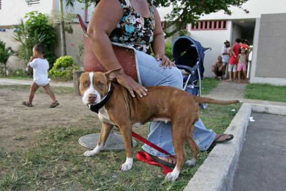 A Puerto Rican woman, shown on Monday, says that she hid her dog, named Lady, during a raid by city workers to keep the dog from being taken away in an enforcement of the housing project's no-pet policy.