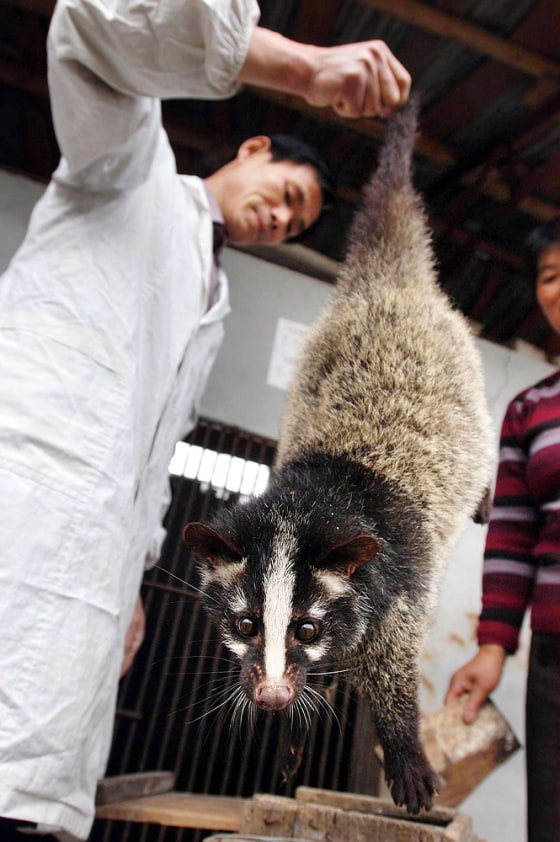 CHN: Civet Cats Farm In Central China's Anhui Province