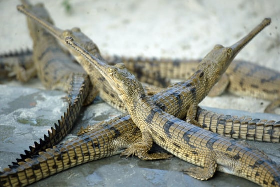 Gharial crocodiles rest beside a pond at their enclosure at a crocodile centre in Lucknow