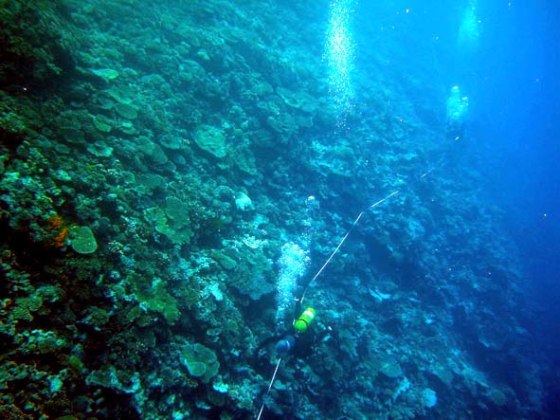 Image: Scientists from the Australian Institute of Marine Science survey the Great Barrier Reef for white syndrome