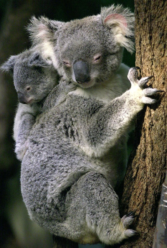 FILE PHOTO OF A BABY KOALA ON ITS MOTHER'S BACK IN SYDNEY