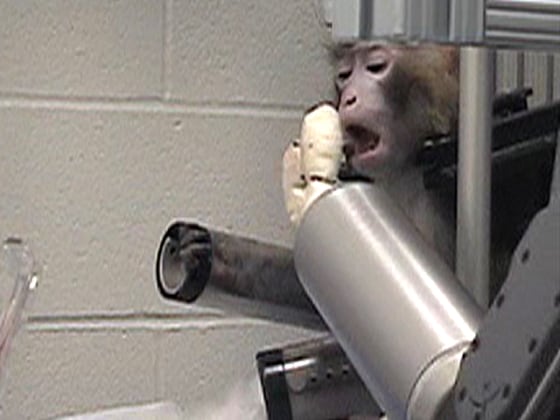 Researchers said it took about three days for monkeys to learn to operate the robot arm, but after that they were able to reliably feed themselves marshmallows, fruits and veggies using brainpower alone.