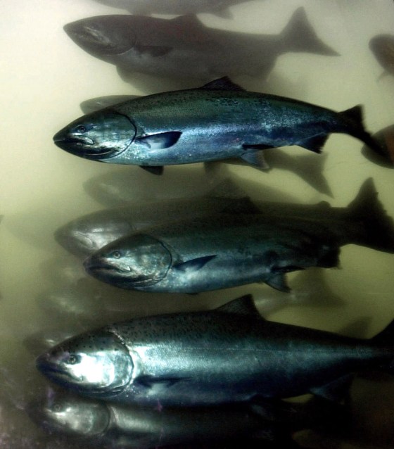 Salmon pass through the Bonneville Dam fish ladder on the Columbia River, during a salmon run in North Bonneville, Wash., in this April 2001 photo. Usually at this time of year the Columbia River's spring chinook salmon are heading upstream over fish ladders in the tens of thousands to spawn, but not this year. 