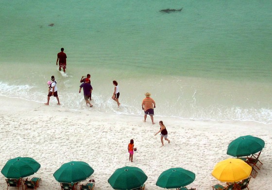 A bull shark swims off Mimamar Beach, Fla., last Sunday. A day earlier a bull shark killed a 14-year-old girl at a beach a quarter mile away.