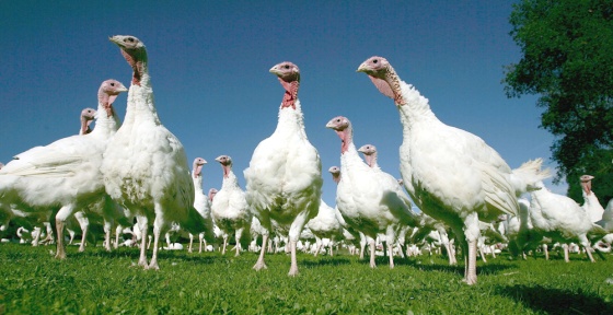 Turkey Farm Prepares For Thanksgiving