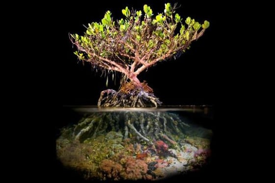 Mangrove forests have been expanding north for the past 30 years, according to a new study.