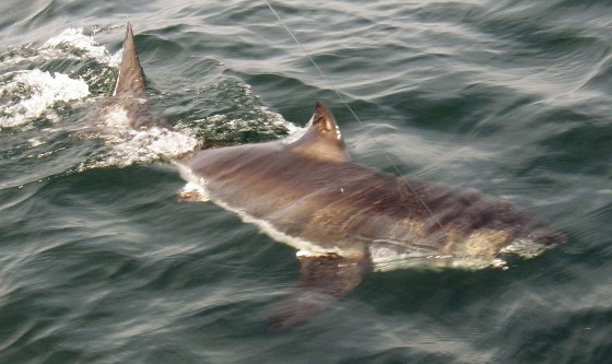Image: A juvenile great white shark swimming in the Atlantic Ocean.