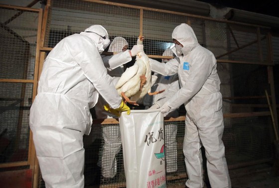 Health officials in protective suits put a goose into a sack as part of preventive measures against the H7N9 bird flu at a poultry market in Zhuji, Zhejiang province on Jan. 5, 2014.